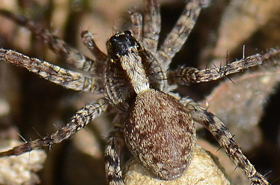 Pardosa sp.